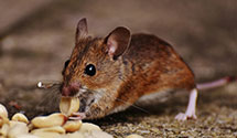 24 Hour & Emergency Exterminators in Pleasant Prairie, WI